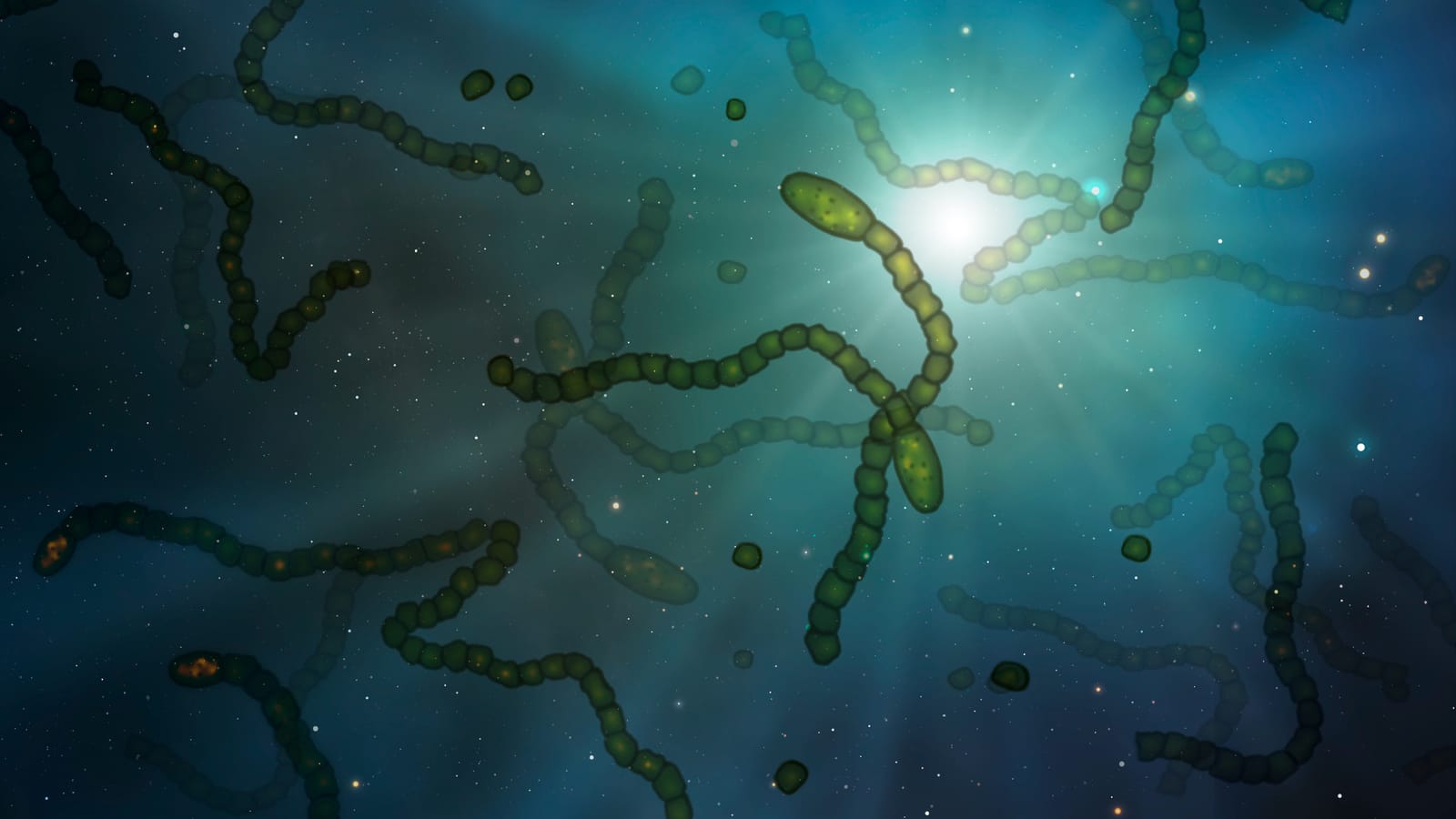 Boundary Conditions and the Complexity of Defining Life